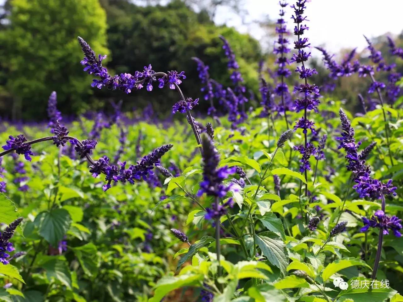 不用去罗平也可以看油菜花,不用去日本也能看的樱花海