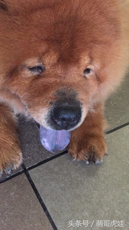 没有常识的家政阿姨竟然给汪星人吃海带,只因怕浪费害苦了宝宝