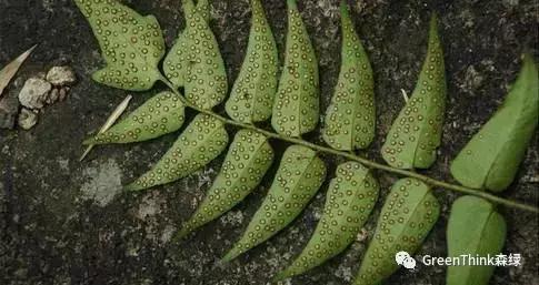 狼尾蕨造景方法,狼尾蕨的森林造景