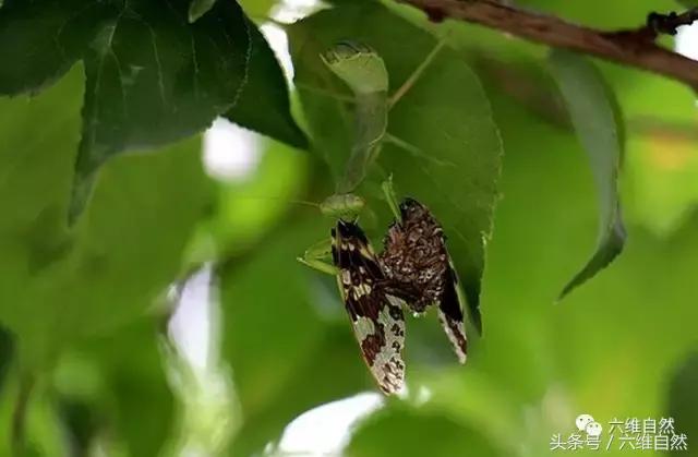 螳螂捕蝉的真正原因,螳螂捕蝉的过程