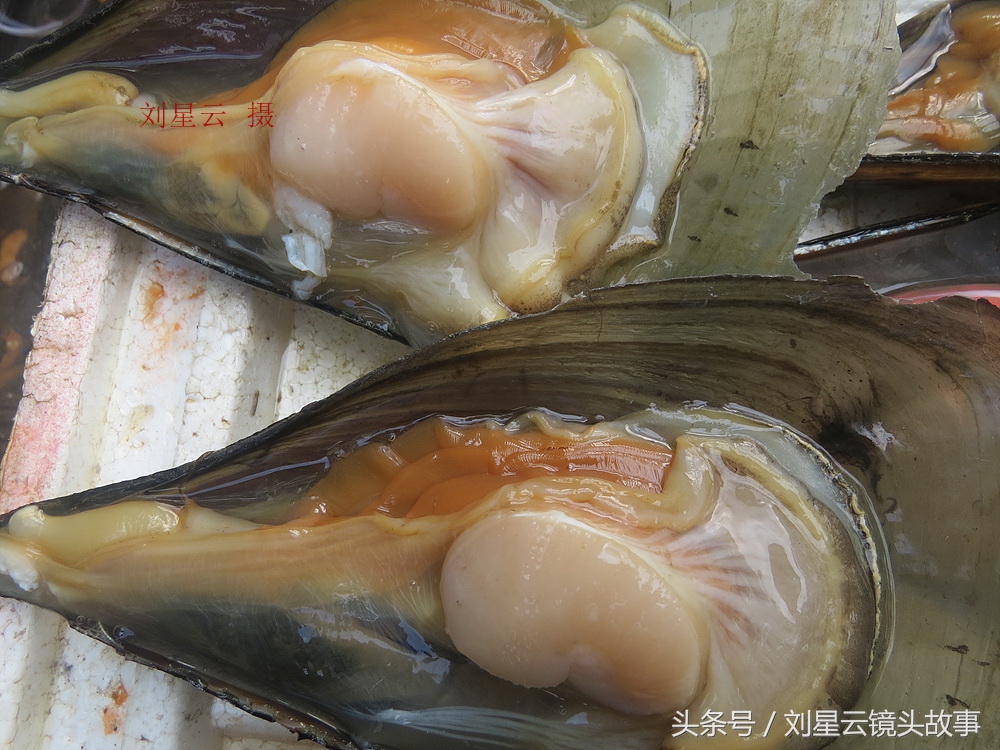 三亚哪里海鲜市场的品种多,三亚海鲜品种大全及介绍