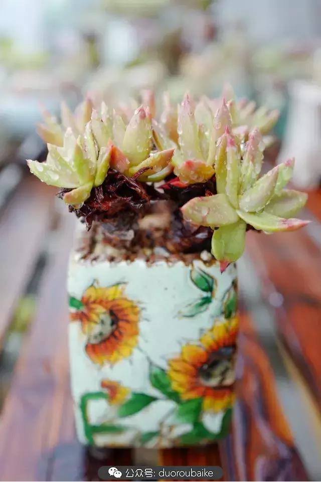 娇艳欲滴的多肉植物,春雨中多肉图片大全