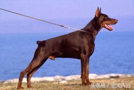 德系杜宾标准身高体长多少,德系杜宾标准图解