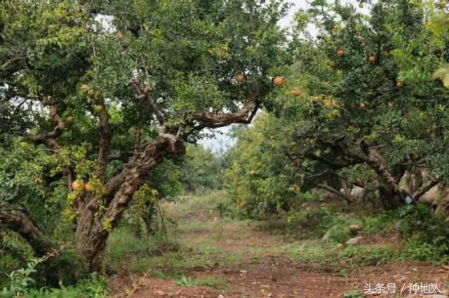 高产突尼斯石榴苗,石榴高产栽培技术要点