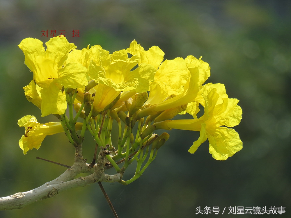 三亚黄花风铃花,三亚黄花风铃