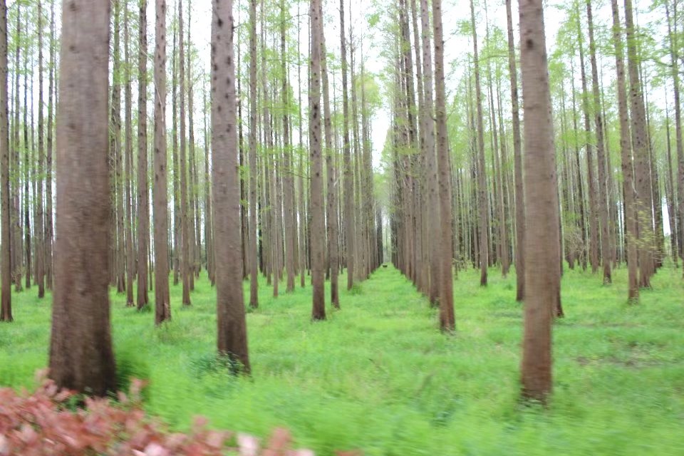 宝应免费湿地公园有哪些,宝应湖国家森林湿地公园