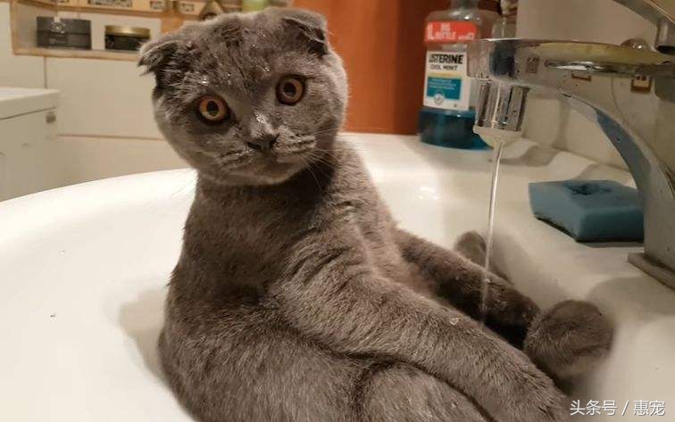 只喝水管流出来的水，这样的猫是不是有病？