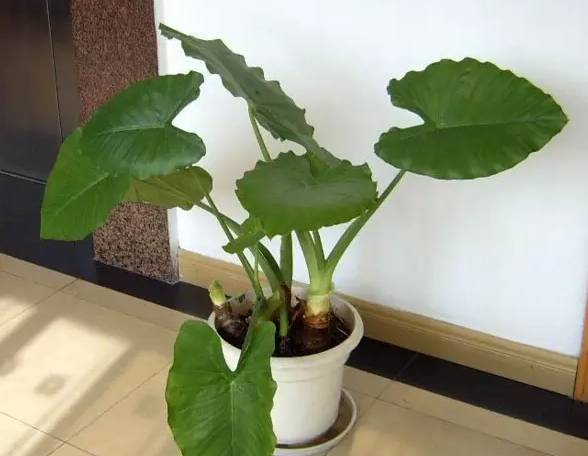 鲅鱼圈附近哪里可以挖野菜,盖州鲅鱼圈挖野菜