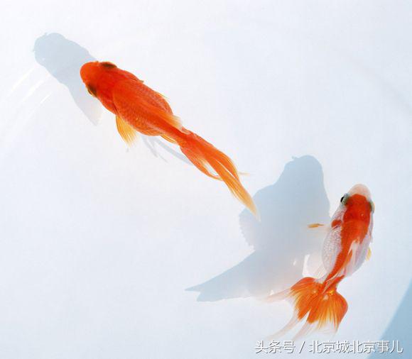 老北京人喜欢什么宠物,老北京人爱玩什么宠物