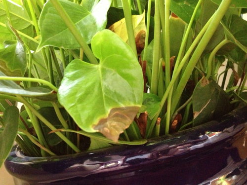 红掌总是黄叶怎么回事,红掌老是黄叶怎么办