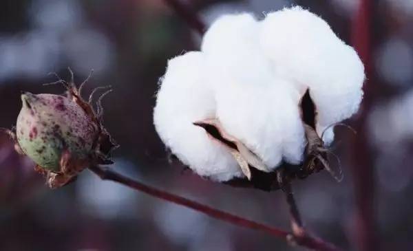 枕头不塌陷不变形推荐测评,什么枕头对人最舒服和健康测评