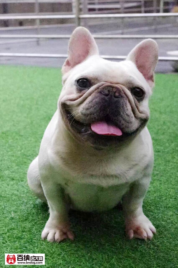 中国最大的恶霸犬,中国最大恶霸犬