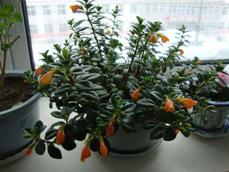 金鱼吊兰的养护方法和注意事项,金鱼吊兰养护技巧和注意事项