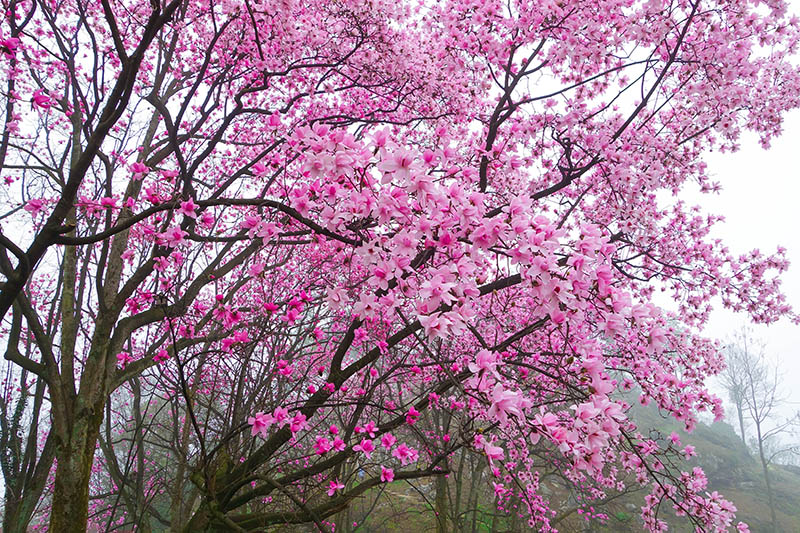 《天天向上》魏大勋强烈推荐赏辛夷花的地方，你还不快去！