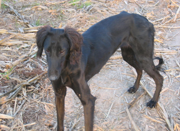 中国土狗才是世界上最可爱的犬,常见犬中最强的中国土狗