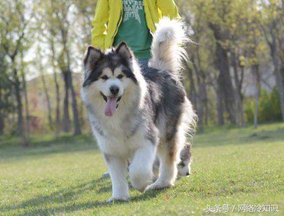 大白熊犬斗阿拉斯加犬,大白熊犬与巨型阿拉斯加犬比较