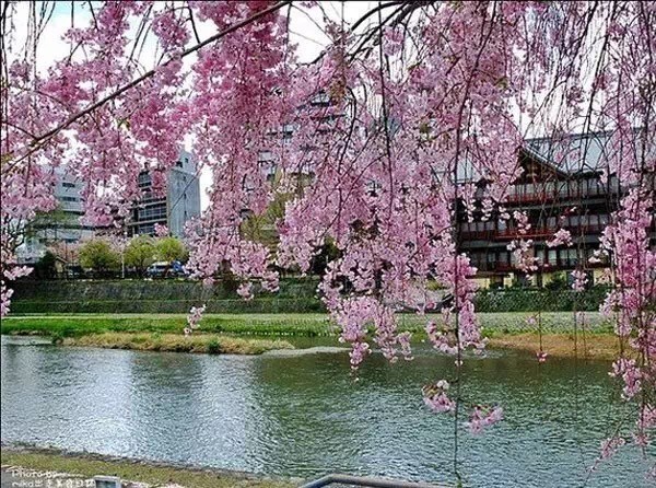 又到一年赏樱时,又到赏樱花拍照季节