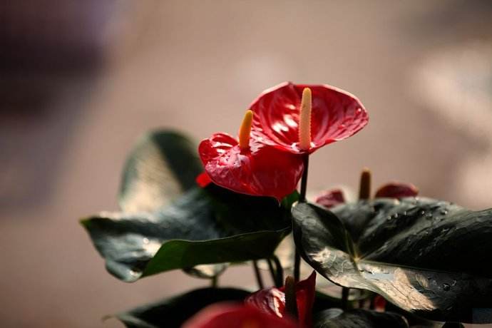 红掌总是黄叶怎么回事,红掌老是黄叶怎么办