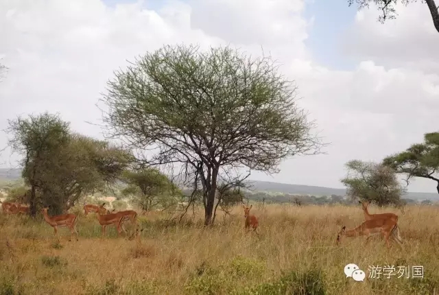 一生必去一次的非洲坦桑尼亚｜回归狂野