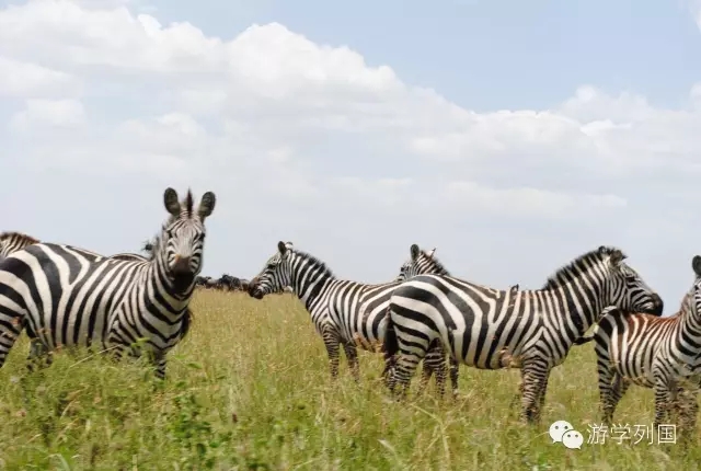 一生必去一次的非洲坦桑尼亚｜回归狂野