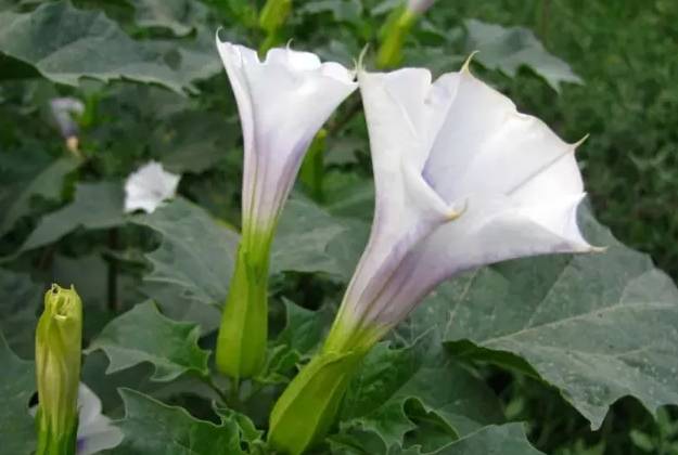 鲅鱼圈附近哪里可以挖野菜,盖州鲅鱼圈挖野菜