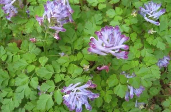 鲅鱼圈附近哪里可以挖野菜,盖州鲅鱼圈挖野菜