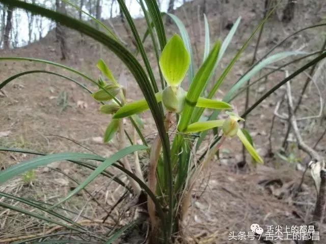 农村人最喜欢的野花，城里人羡慕不已