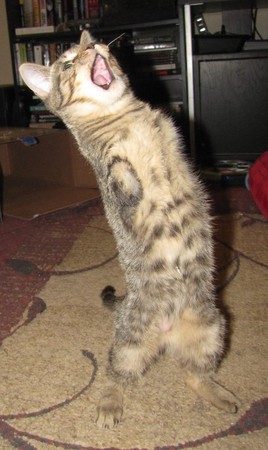 小奶猫刚刚死亡还能救吗,小奶猫被遗弃没有人停留