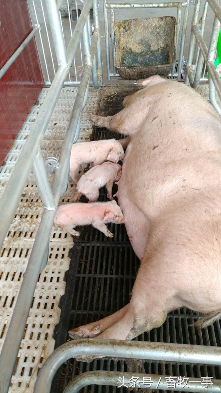 母猪产后瘫痪能自愈吗,母猪产后瘫痪的治疗