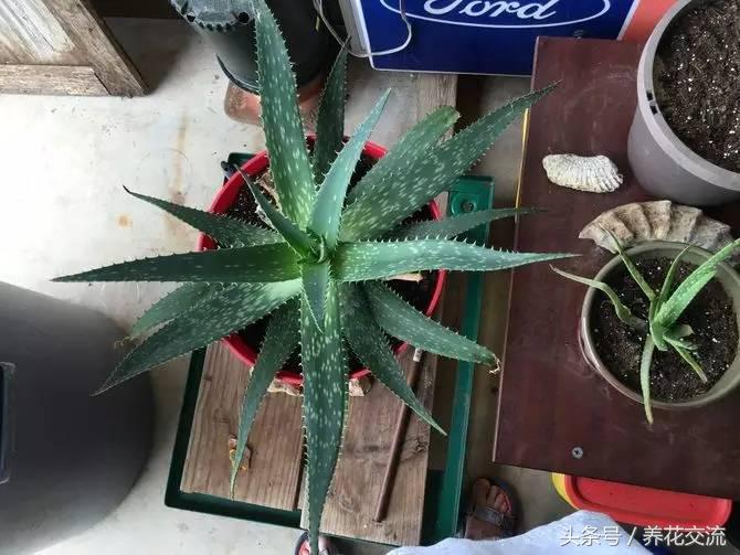 养了十多年的芦荟,芦荟盆栽种植阳台好吗