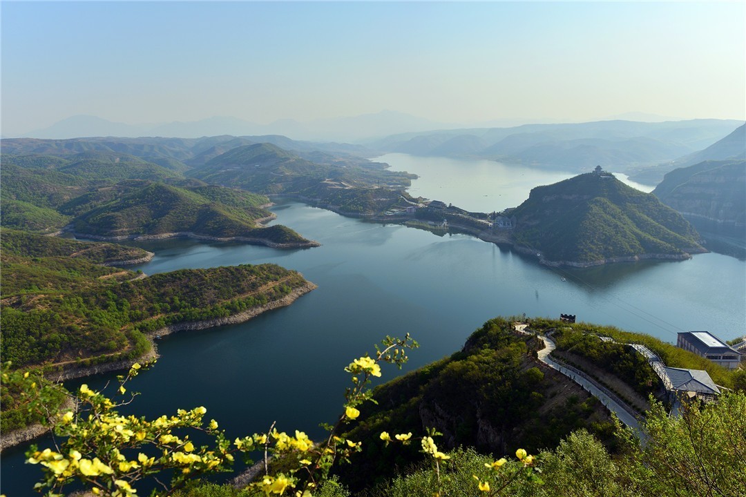 新疆的野玫瑰植物,济源野玫瑰花