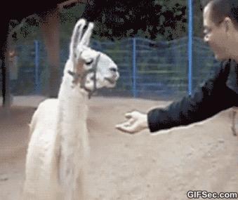 女生生西瓜,妹子吃冰镇西瓜拉肚子