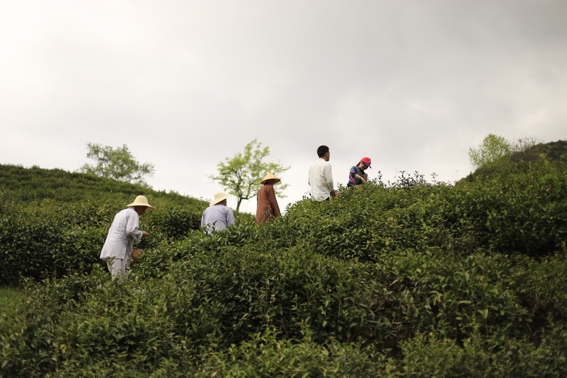 一个四月下午，一个僧人，一个茶商的故事