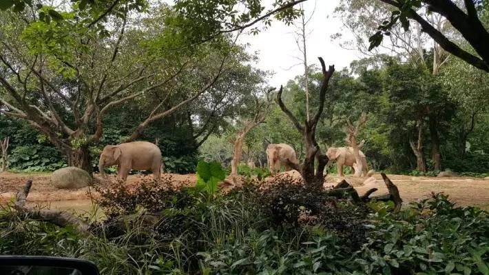 长隆野生动物园一天怎么玩,长隆野生动物园一天游不完怎么住