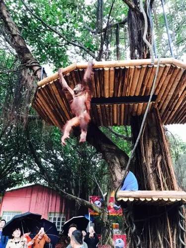 广州长隆野生动物园游玩路线攻略,广州番禺长隆野生动物园详细攻略