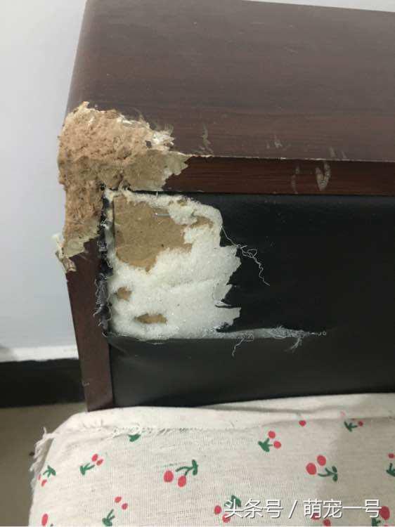 第一次带女朋友回家住，金毛这货就吃醋把家给拆了！