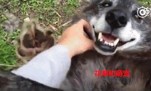 你确定你还是只狼吗？还是好好当你的哈士奇吧！