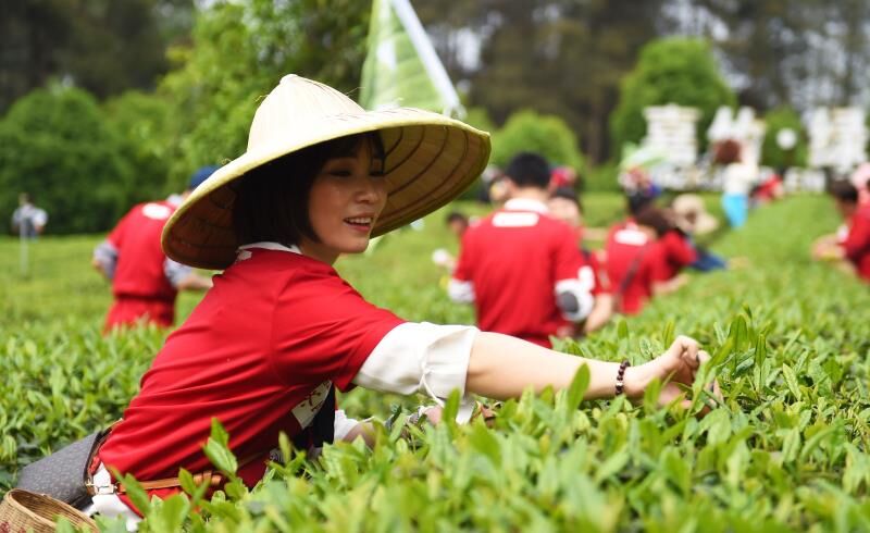 蒲江成佳采茶体验价格,四川蒲江成佳采茶