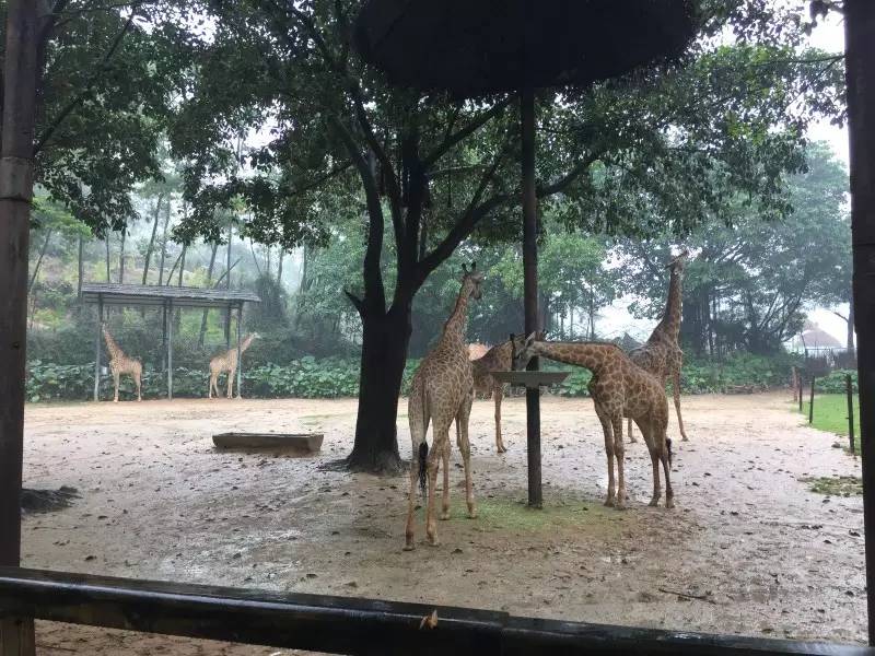 长隆野生动物园自驾游导游,广州长隆野生动物园有导游吗