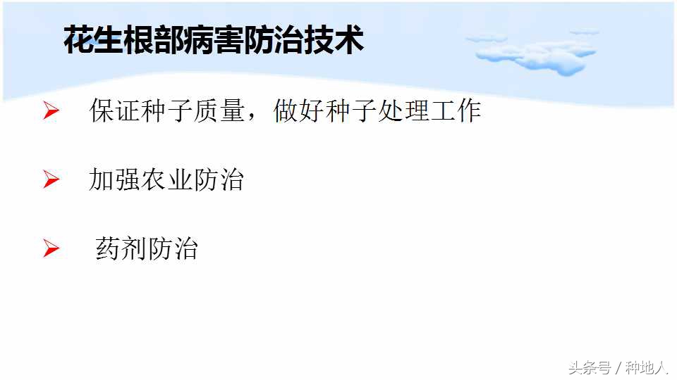 马上开始播种花生,快要种花生了