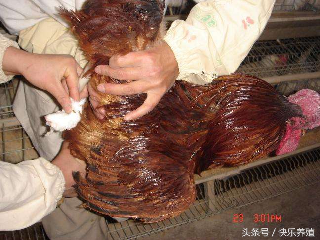 鸡人工授精养殖方法,养鸡技术孵化小鸡