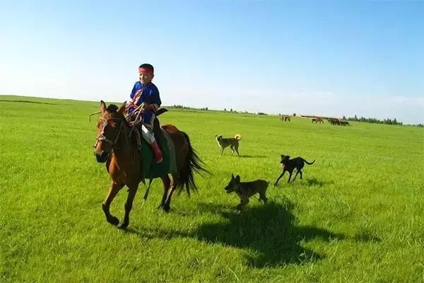 在草原骑马射箭,在草原上骑马奔跑