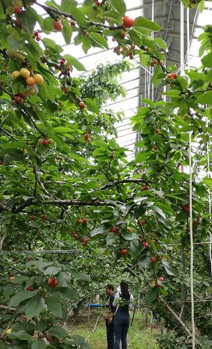 中国樱桃第一县,中国樱桃第一