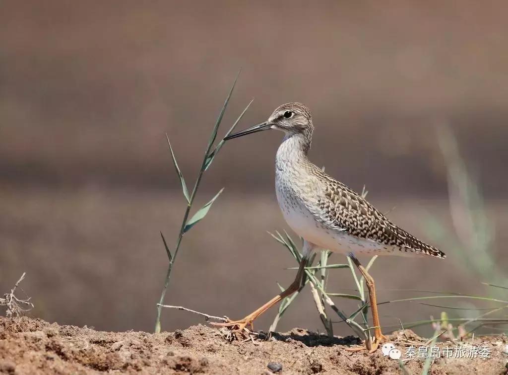 给所有秦皇岛人,这里有一份春天请你查收!