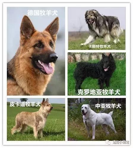 我们走——我们去看皮皮狗~