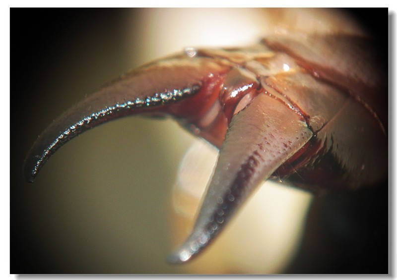 蠼螋到底有多可怕,食脑虫厉害还是食人蝇厉害