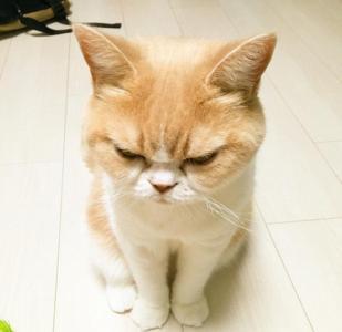 家里有四只猫是什么样的体验,家里有个调皮的猫是什么感觉