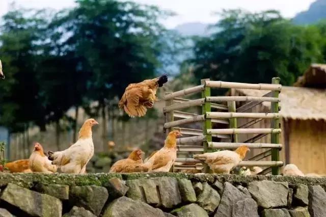 上海超火冰淇淋,上海火爆冰激凌