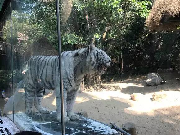 长隆野生动物园自驾游导游,广州长隆野生动物园有导游吗