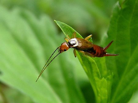 蠼螋到底有多可怕,食脑虫厉害还是食人蝇厉害